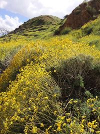 Close-up of yellow flowers growing against sky