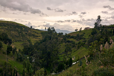 Panoramic shot of trees on landscape against sky