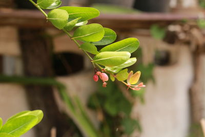 Close-up of flowering plant