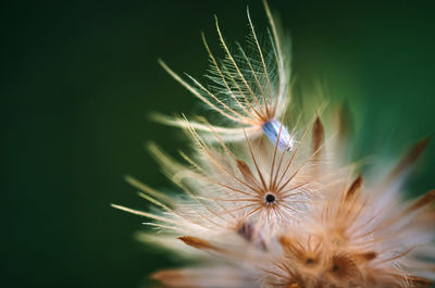 Close-up view of the dry flower