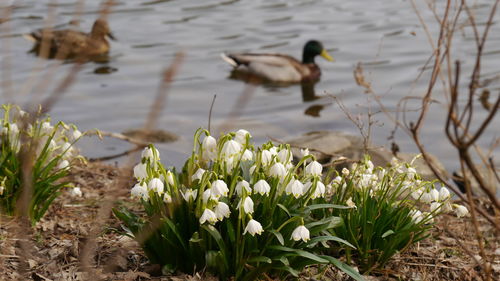 Lilies of the valley in front of ducks on a lake