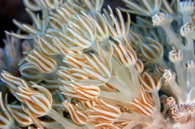 Full frame shot of coral in sea