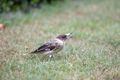 Bird perching on grass