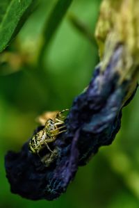 Close-up of insect on leaf