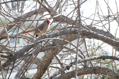 Low angle view of bird perching on tree