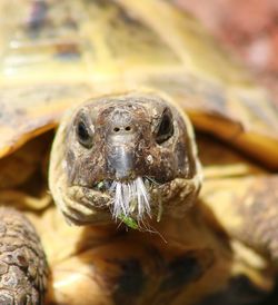 Close-up of turtle in mouth