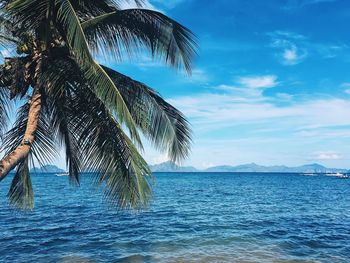 Palm tree by sea against blue sky