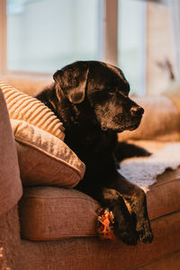Close-up of dog relaxing on sofa at home