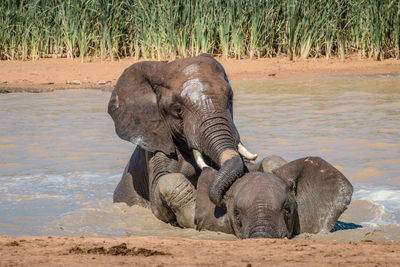 Elephant in a field