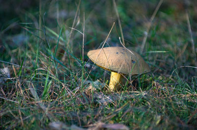 Close-up of mushroom on field