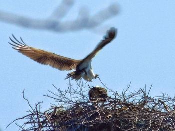 Low angle view of eagle flying against sky