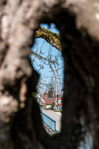 Low angle view of tree against building in city