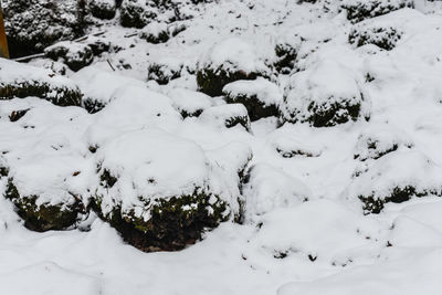 Close-up of snow covered trees