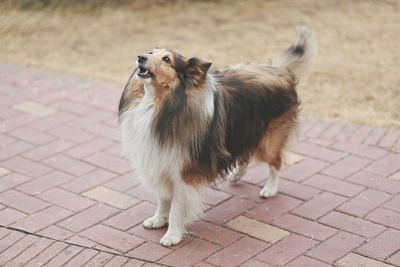 Shetland sheepdog on footpath in park