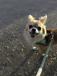 High angle portrait of dog