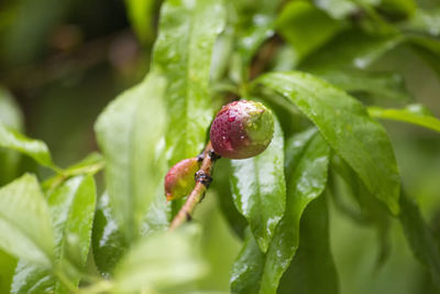 Close-up of plant