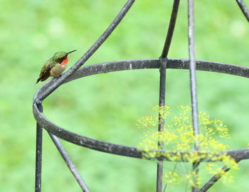 Close-up of bird perching on plant