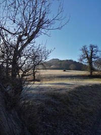 Bare tree on field against clear sky