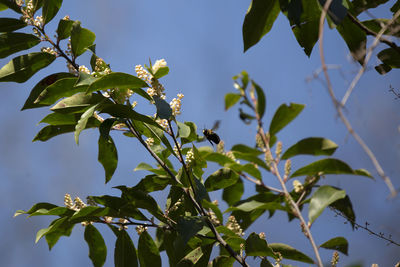 Low angle view of leaves against sky