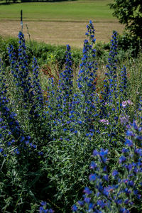 Purple flowers on field