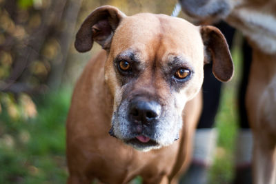 Close-up portrait of dog