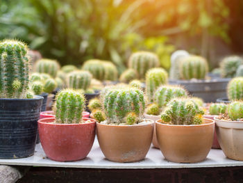 Close-up of succulent plants in yard