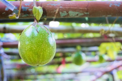 Close-up of hanging outdoors