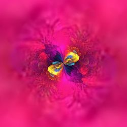 Close-up of insect on pink flower