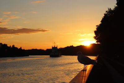 Silhouette of a seagull at nord ostsee kanal against sky during sunset