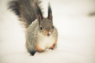 Close-up of squirrel