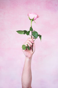 Close-up of hand holding pink rose