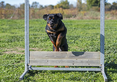 Portrait of dog standing on park bench