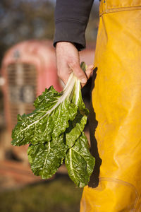 Midsection of person holding leaf