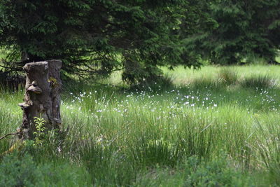 Trees on field