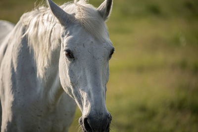 Close-up of horse on field