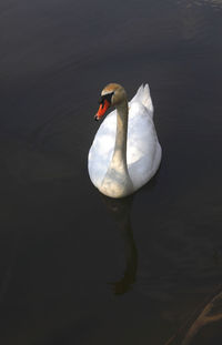 Swan swimming in lake