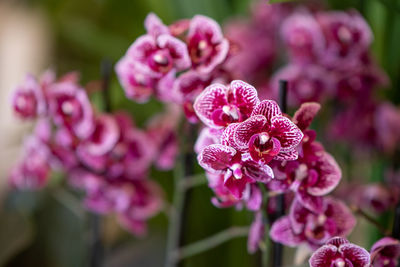 Close-up of pink flowering plant