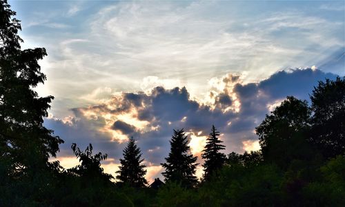 Low angle view of silhouette trees against sky during sunset