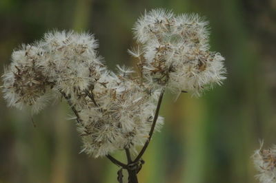 Close-up of wilted plant