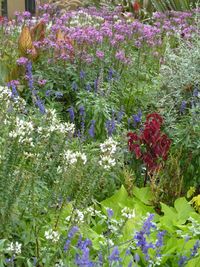 Purple flowers growing on plant