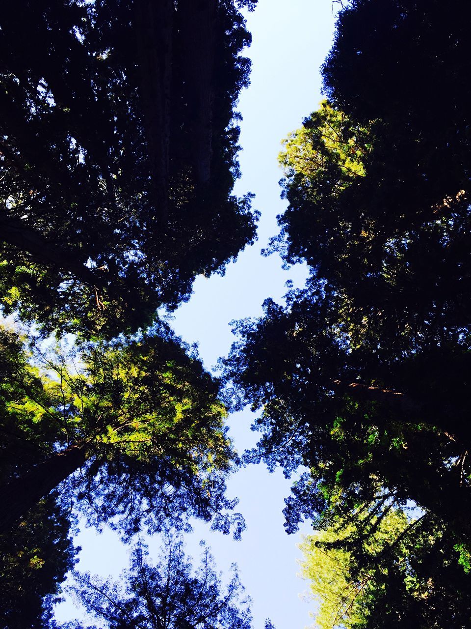 tree, low angle view, growth, branch, tranquility, nature, beauty in nature, green color, sky, directly below, tree trunk, tall - high, day, treetop, outdoors, no people, scenics, lush foliage, tranquil scene, high section, green, blue, backgrounds, sunny