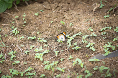 Close-up of butterfly on field