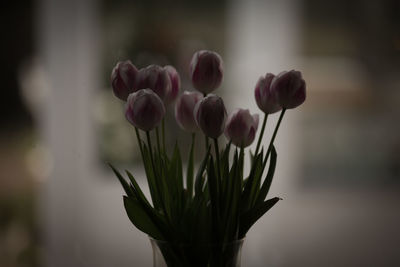 Close-up of pink tulip flowers in vase