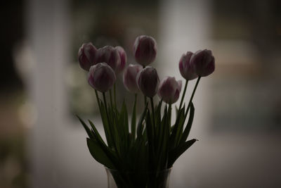 Close-up of flowers