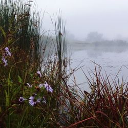 Plants growing on lakeshore