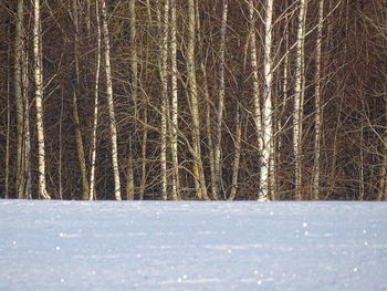 Bare trees on snow covered land