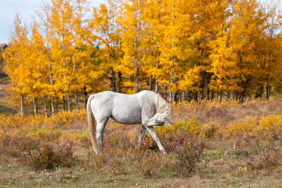 Side view of horse in the forest