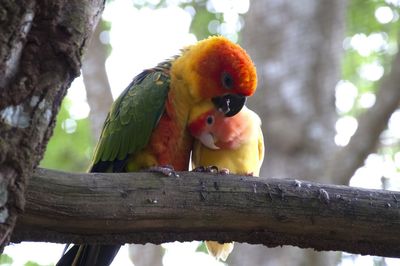 Close-up of parrot perching on branch