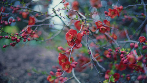 Close-up of red flowers