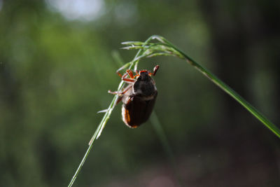 Close-up of butterfly on leaf